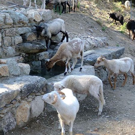 Les Bergeries "Le Figuier" Hotel Omessa Eksteriør billede